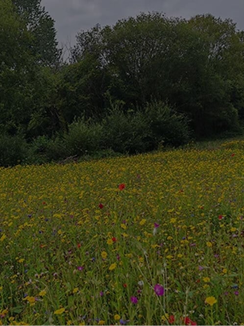 Rettung ikonischer Wildblumenwiesen, Großbritannien