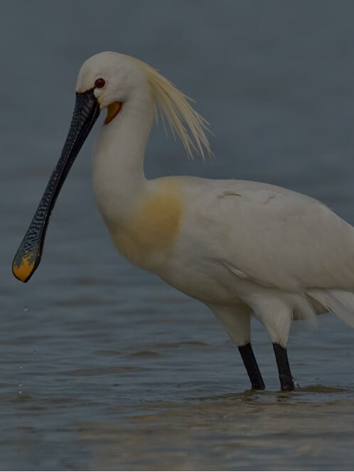 Schutz der Artenvielfalt und einheimischer Arten im Biosphärenreservat Odiel Marshes, Spanien