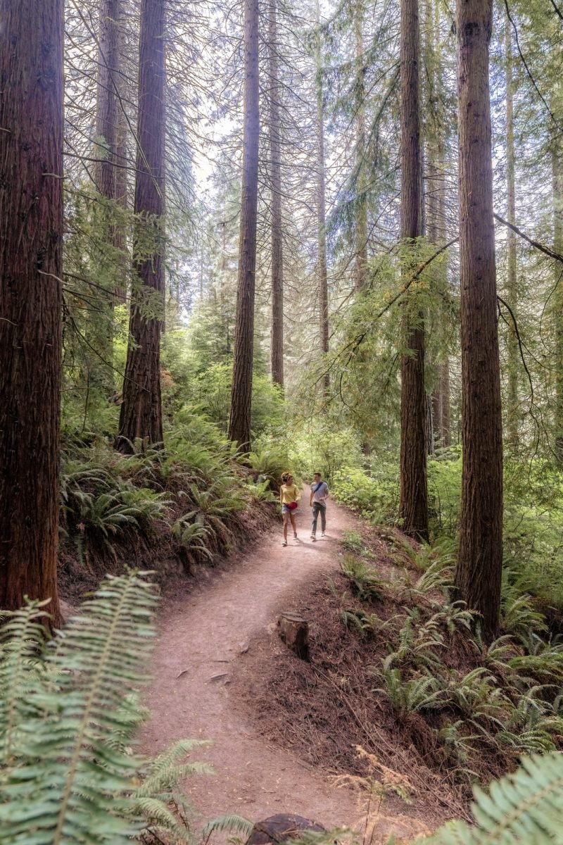 Two people walking on a dirt trail through a forest.