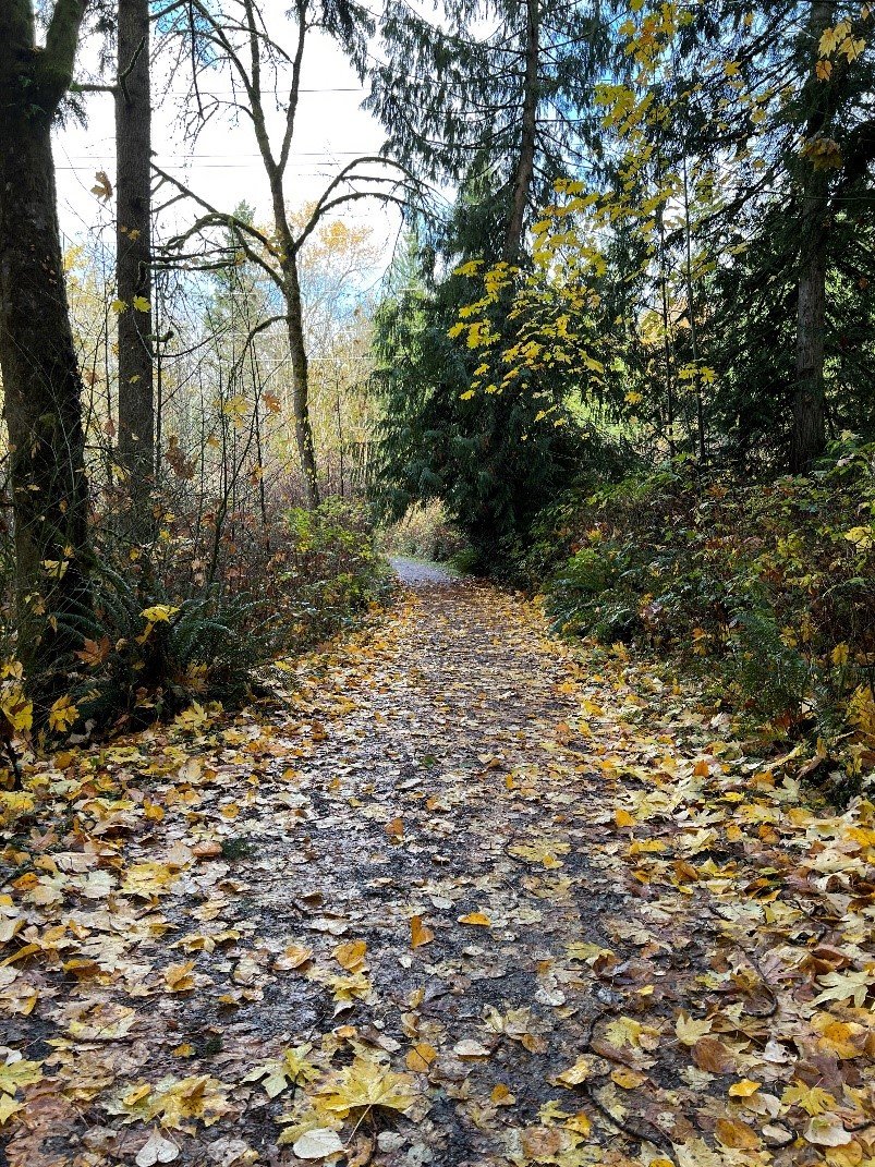 A leaf-covered trail surround by trees