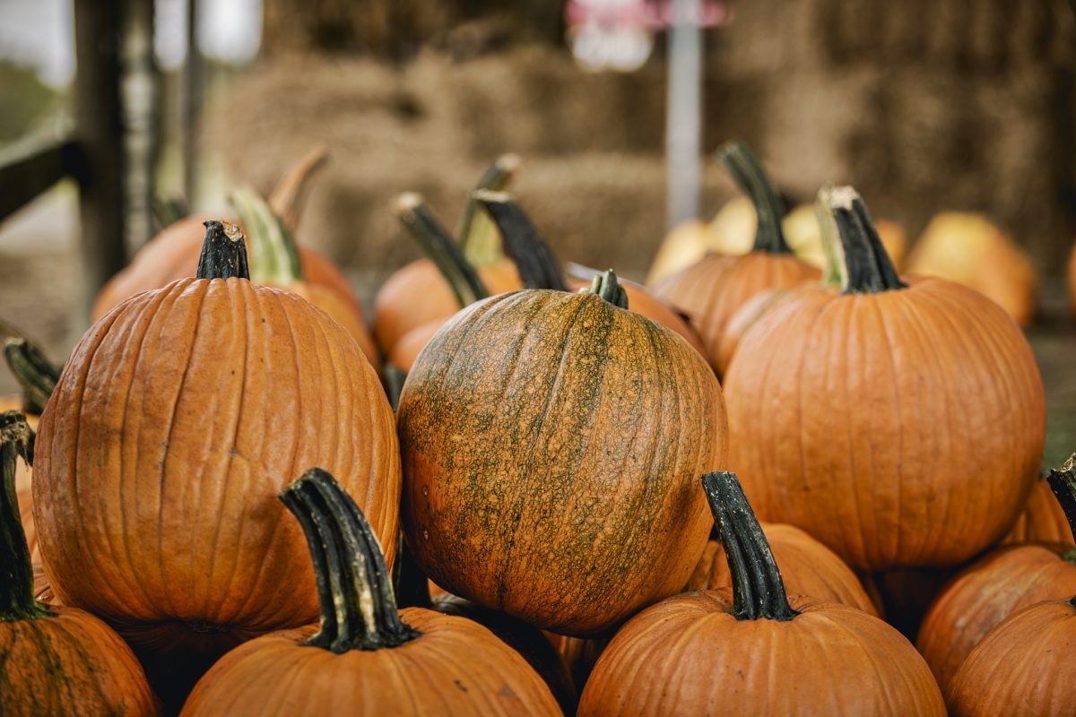 A group of pumpkins stacked together