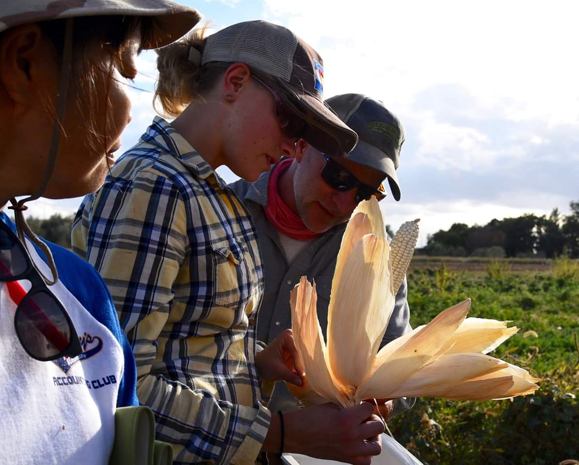 Three people examining a cob of corn in a field