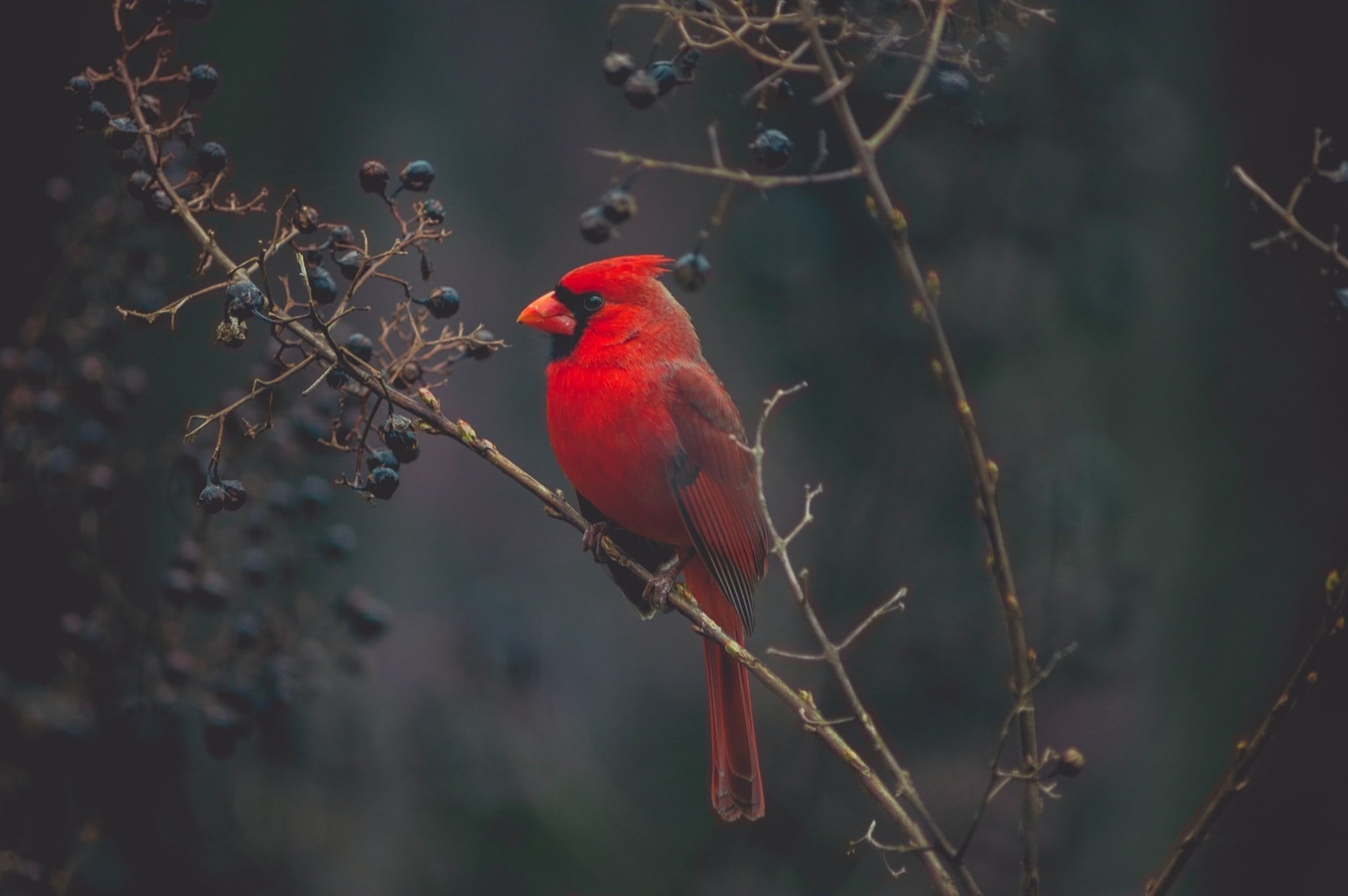 America's Most Sought-After Birds