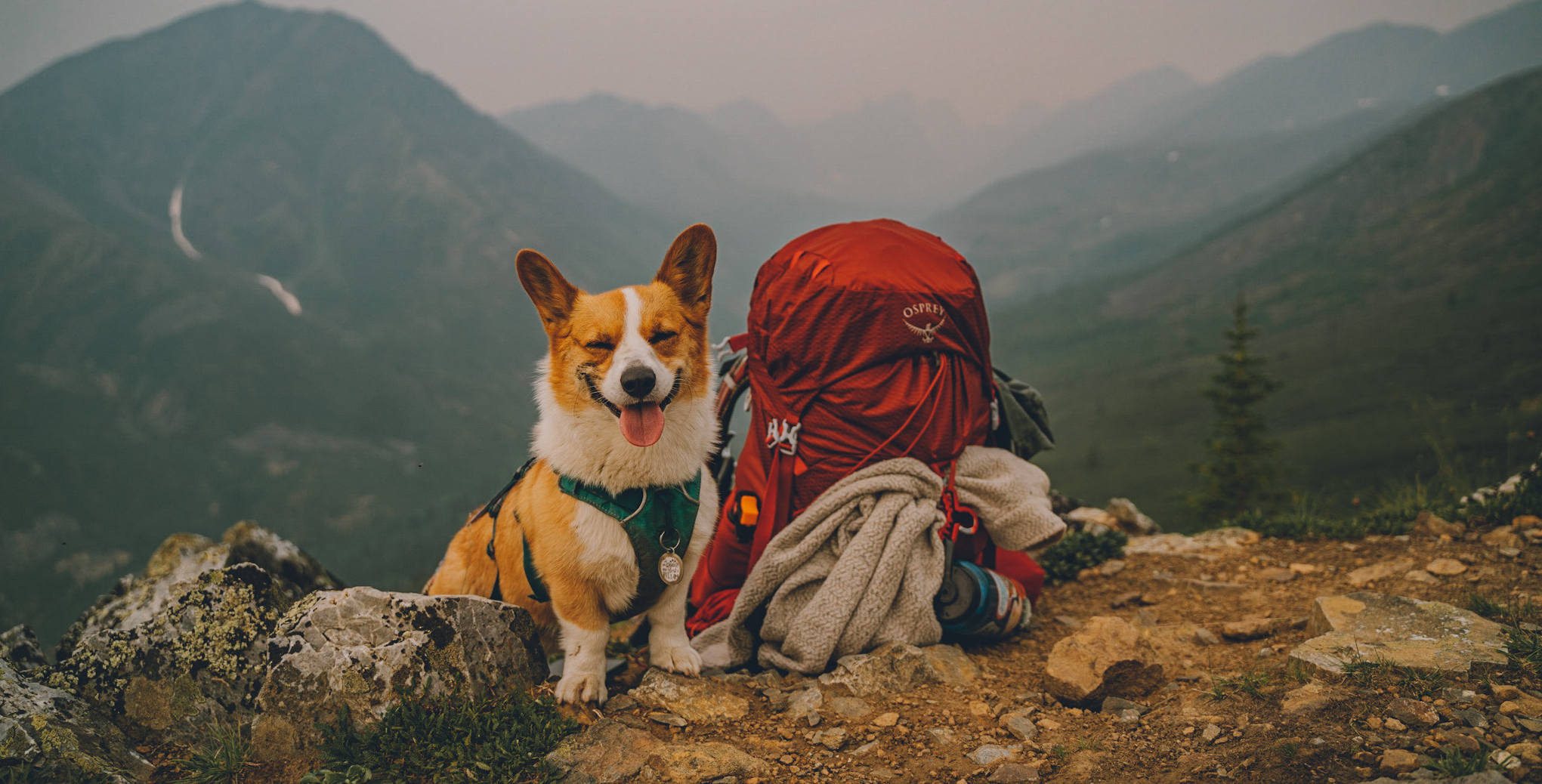 Celebrating  International Dog Day  with Osprey Ambassadors Nicol and Kaia