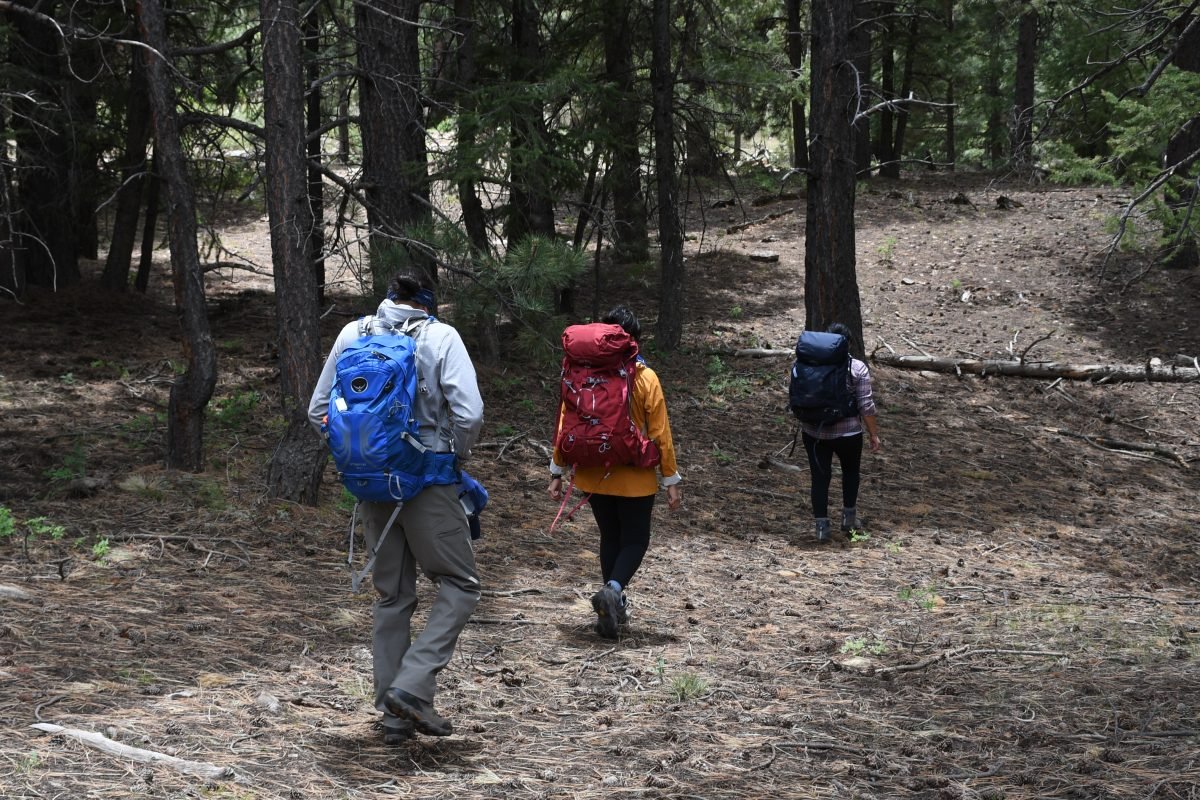Three people wearing backpacking gear walking through a forest trail