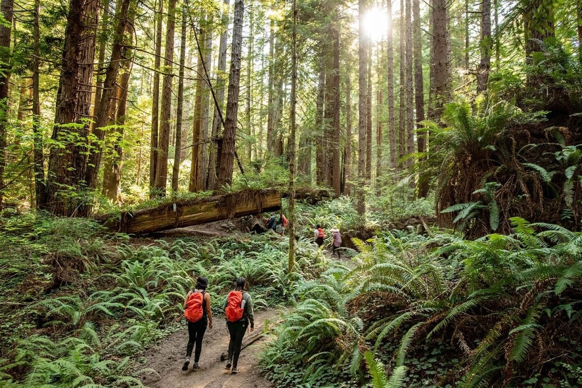 Two people walking along a trail in the forest, wearing orange day packs