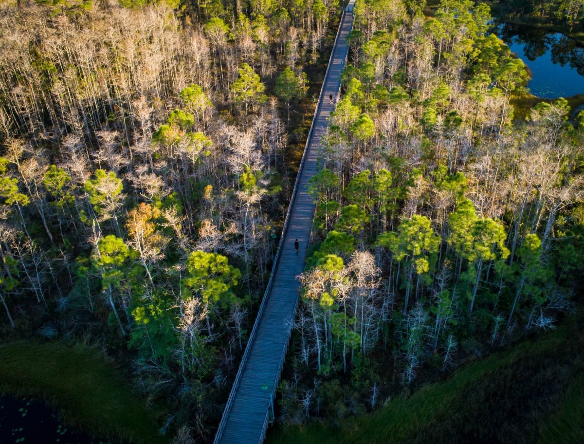 A birds eye view of a boardwalk surrounded by cypress trees.