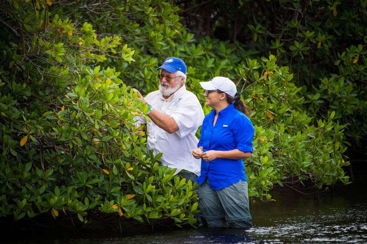 Two people in knee deep water inspecting a mangrove tree