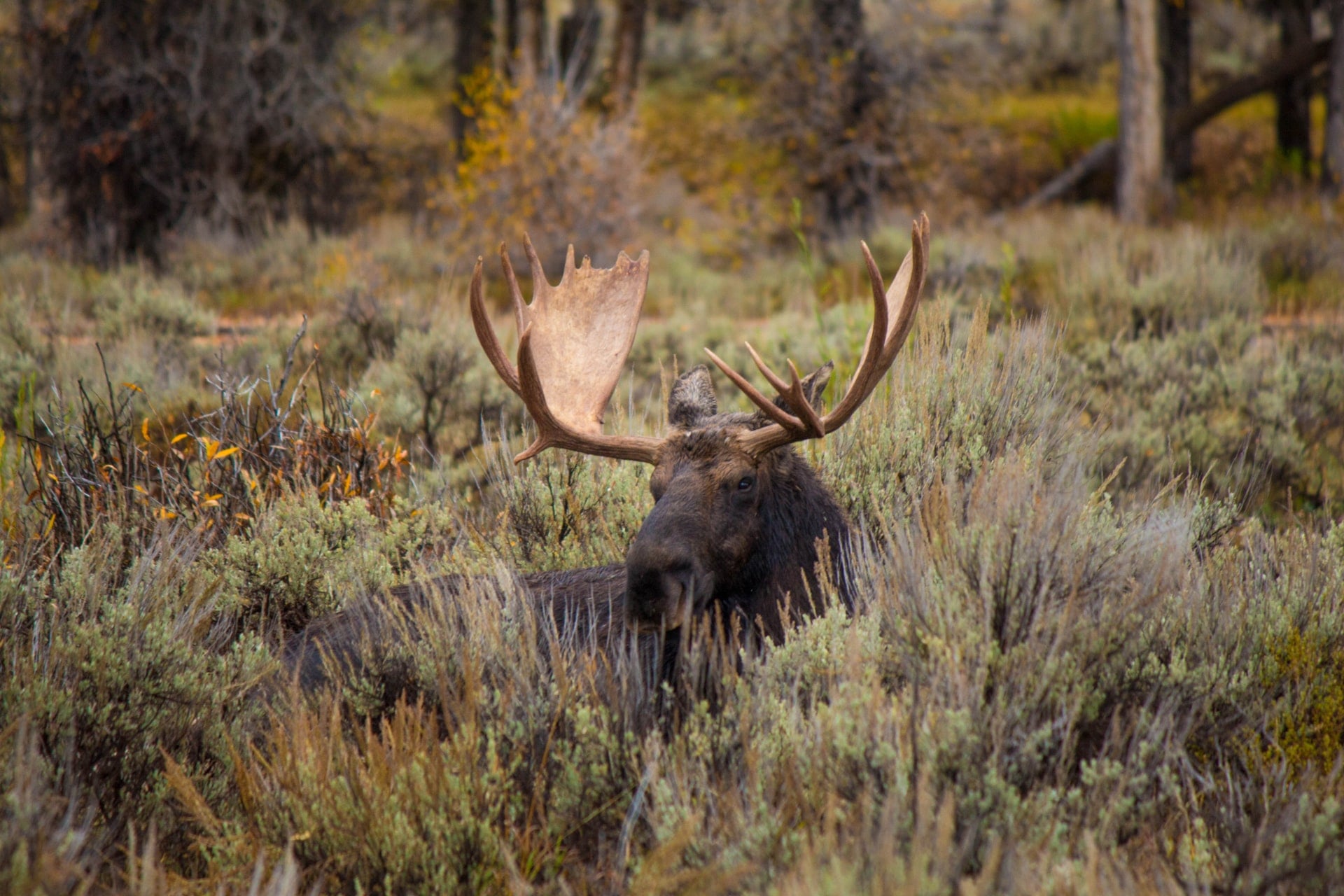 How to Go Hiking & Backpacking With Wildlife-Watching in Mind
