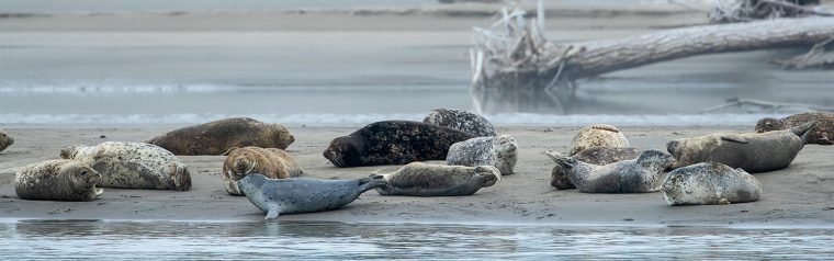 Seals lounging and sleeping along a river bank with driftwood in the background