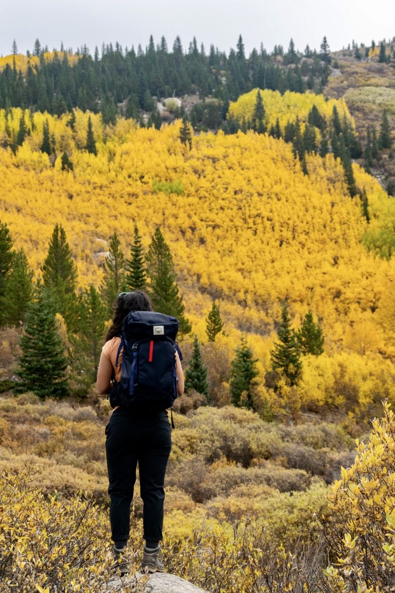 A woman backpacker standing and looking on to a field of golden aspens