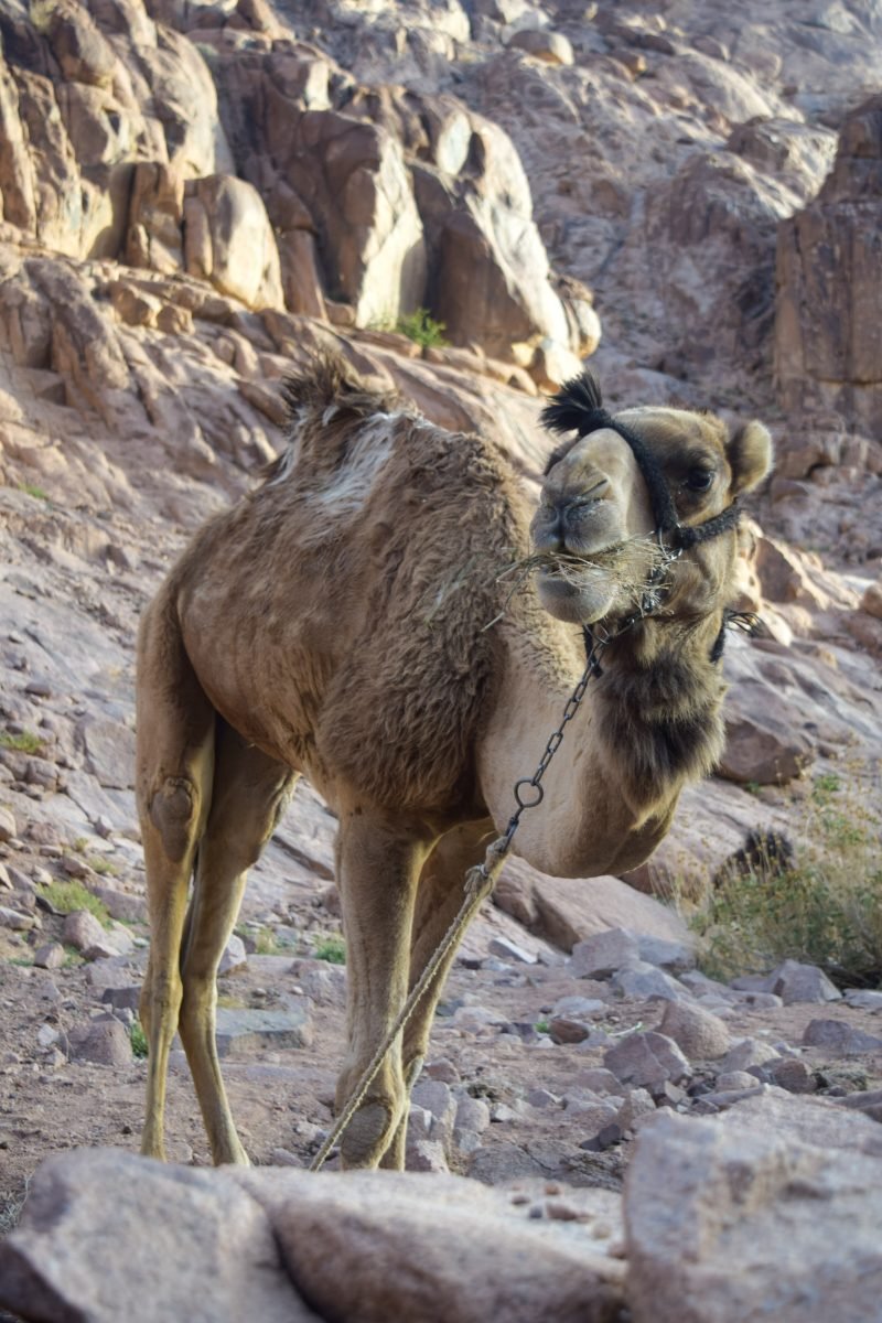 A camel munching on some greens