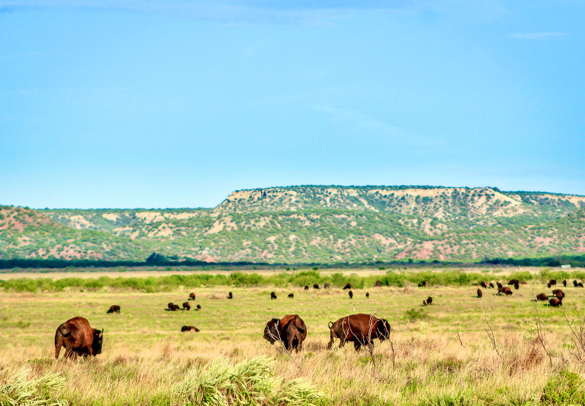 A herd of bison in a grassy field