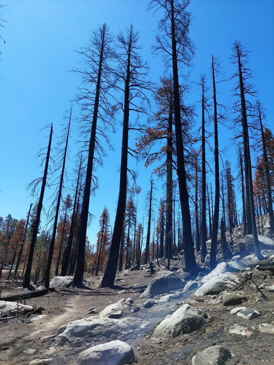 Landscape view of the Tahoe Rim Trail, with signs of a burn not long ago