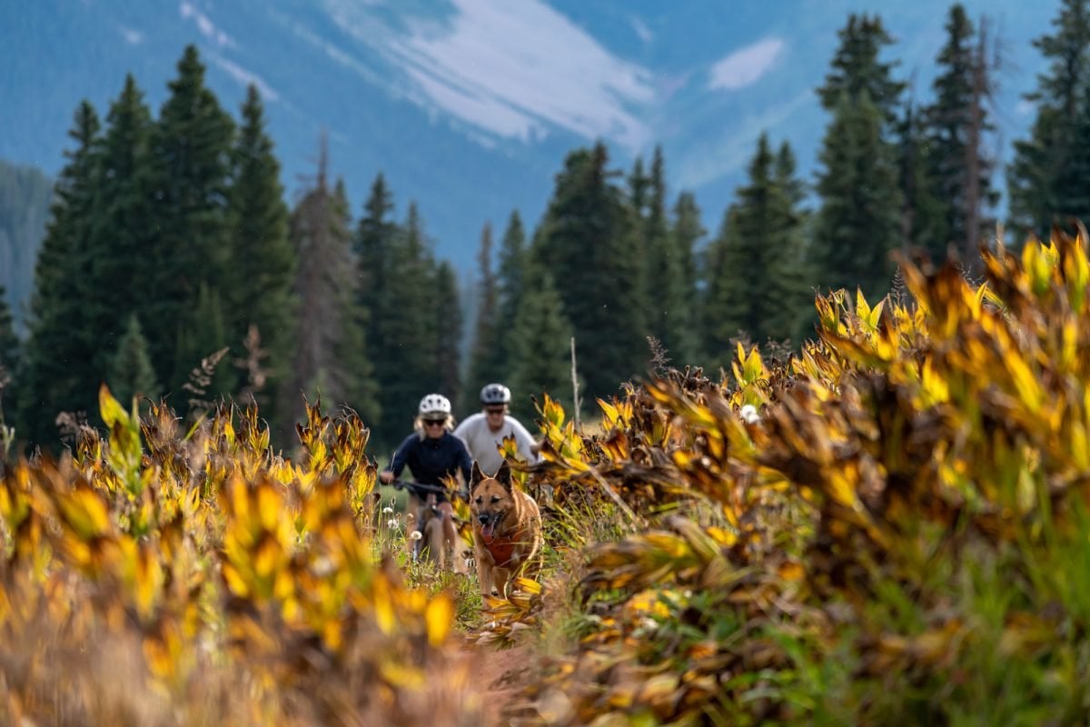 A dog running along a trail, with two bikers in the distance behind him