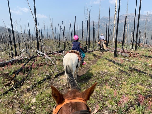 A group of people riding horses along a trail, surrounded by trees that had been previously burned