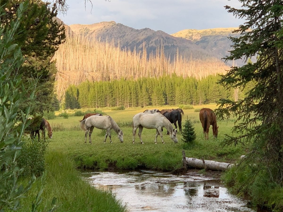 A group of horses in a field grazing, with mountains in the distance 