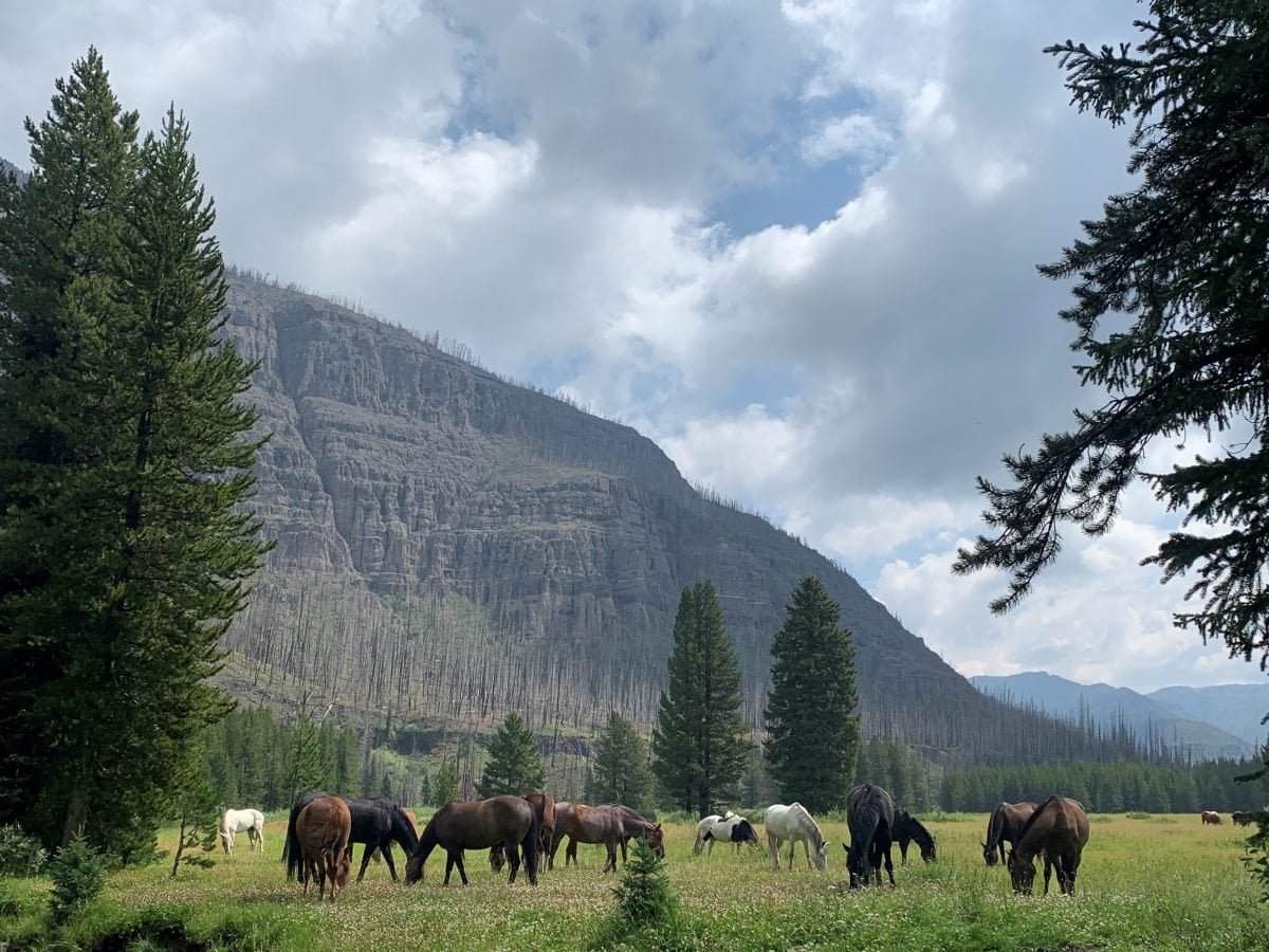 A field of horses grazing with mountains in the background