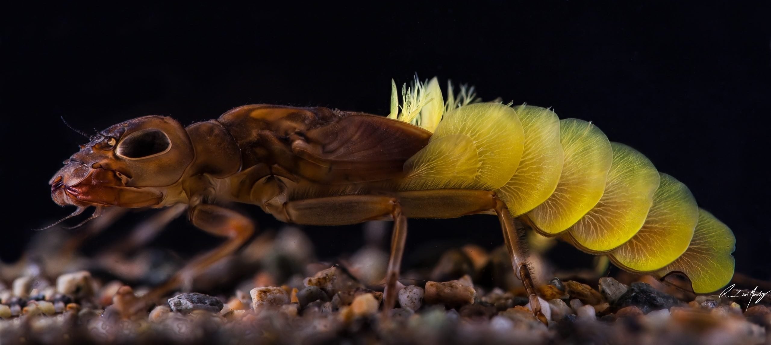 Relatos inéditos de la Patagonia: La misteriosa diversidad de los insectos de río
