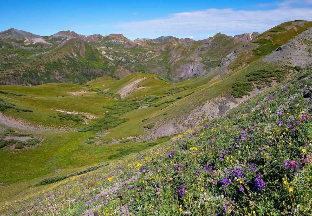 A grassy field with wildflowers, and mountains in the background