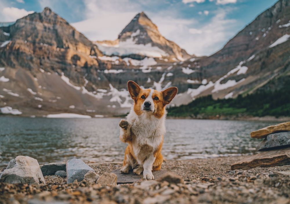 A corgi dog sitting in front of an alpine lake, with one paw raised