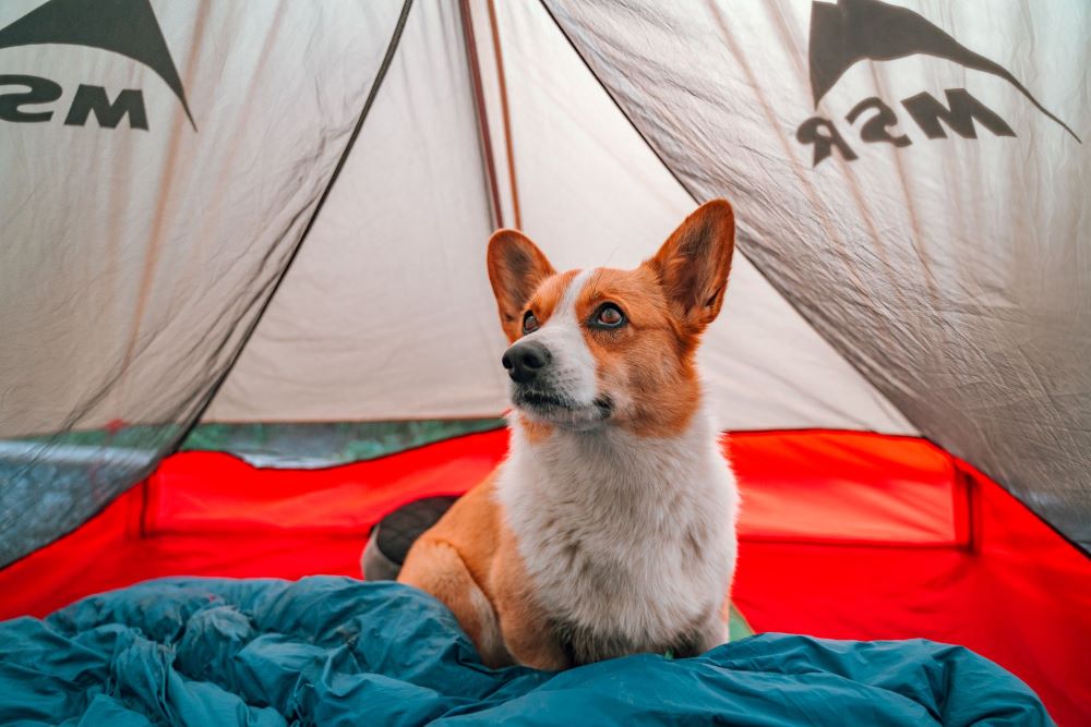 A corgi sitting in a tent
