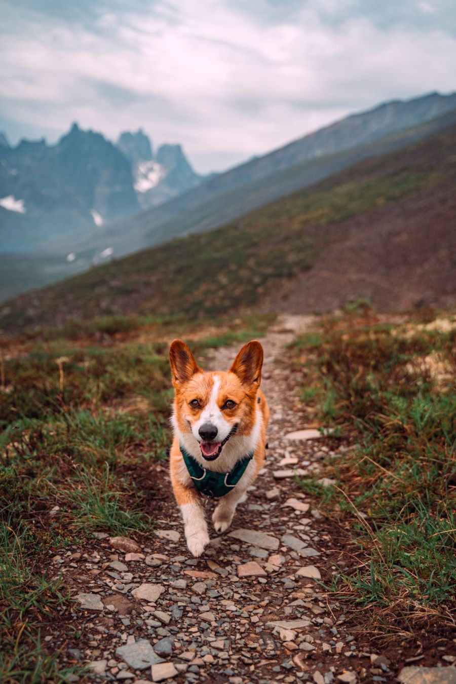 A corgi wearing a harness running down a trail