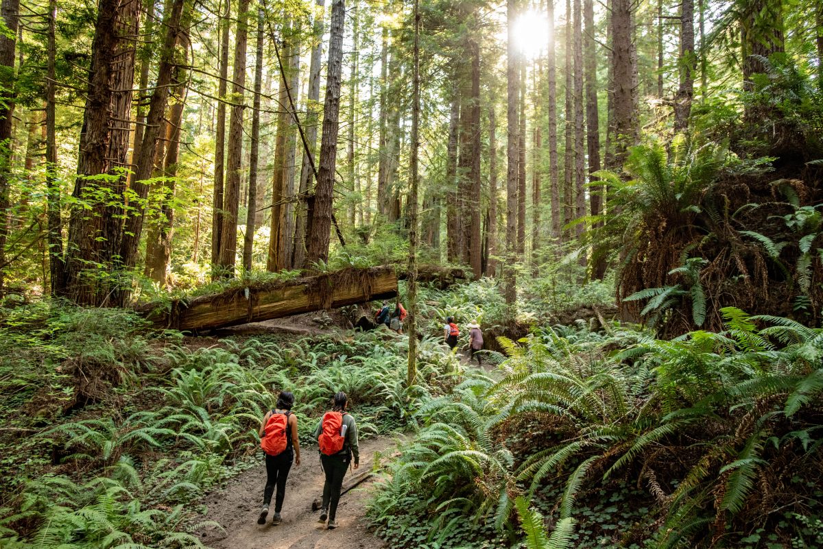 Two people wearing orange backpacks walking along a forested trail, with several folks farther ahead on the trail