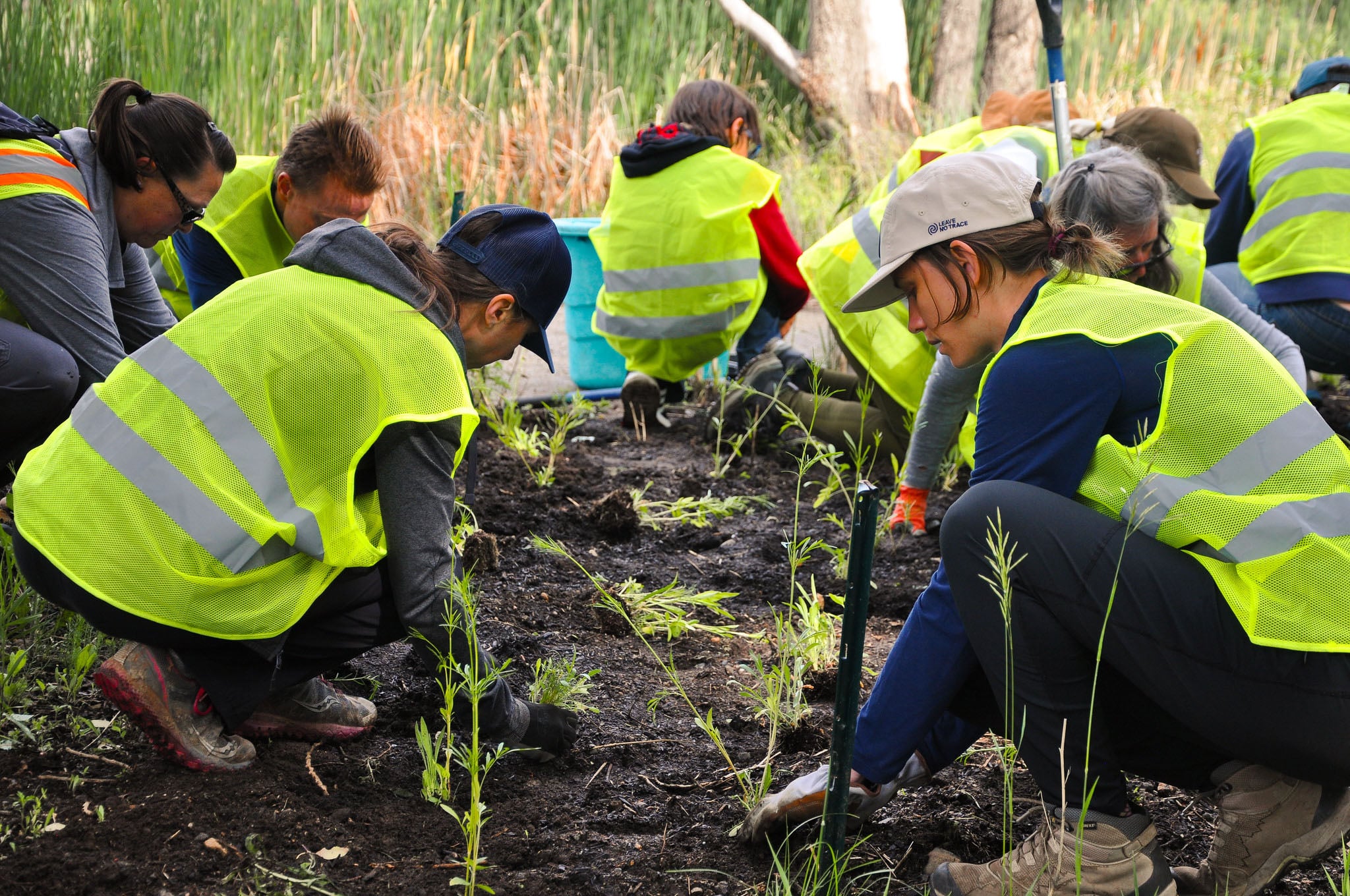 A group of people plant while wearing high visibility vests.