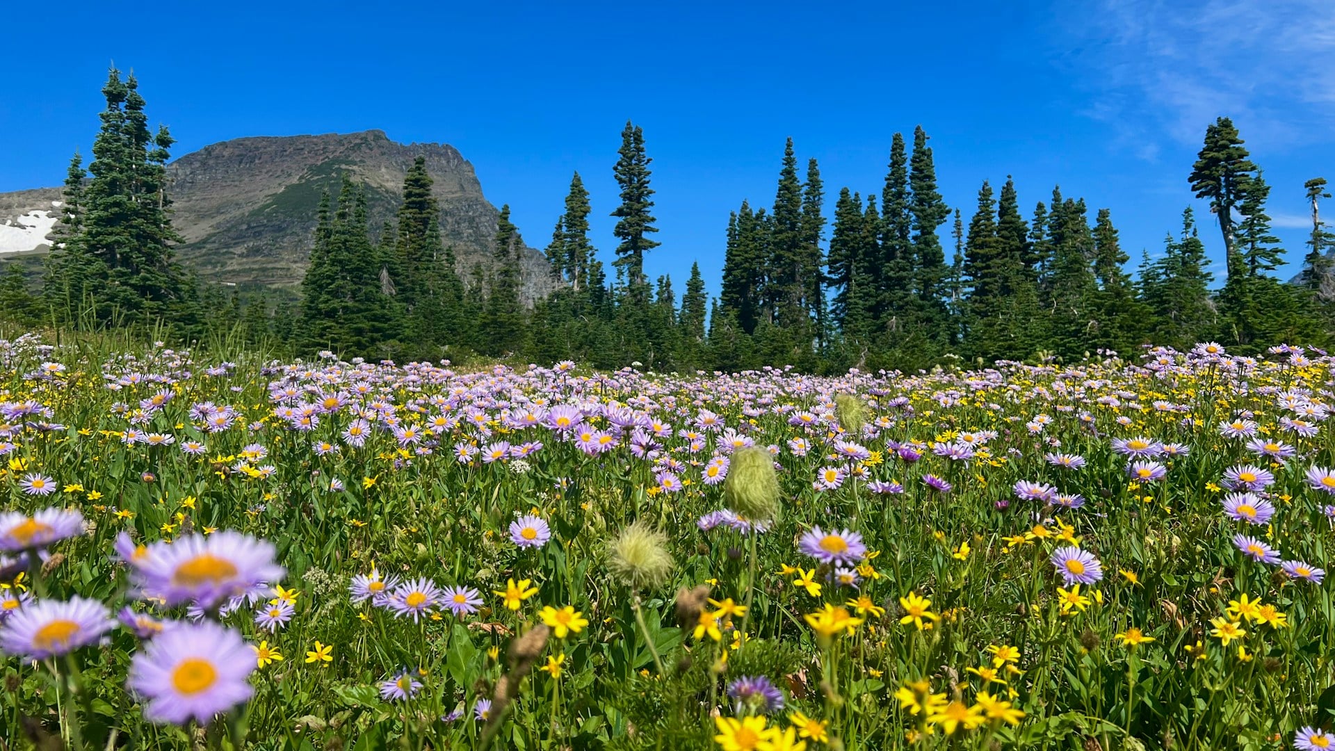 7 Amazing Wildflower Hikes to Have on Your Radar