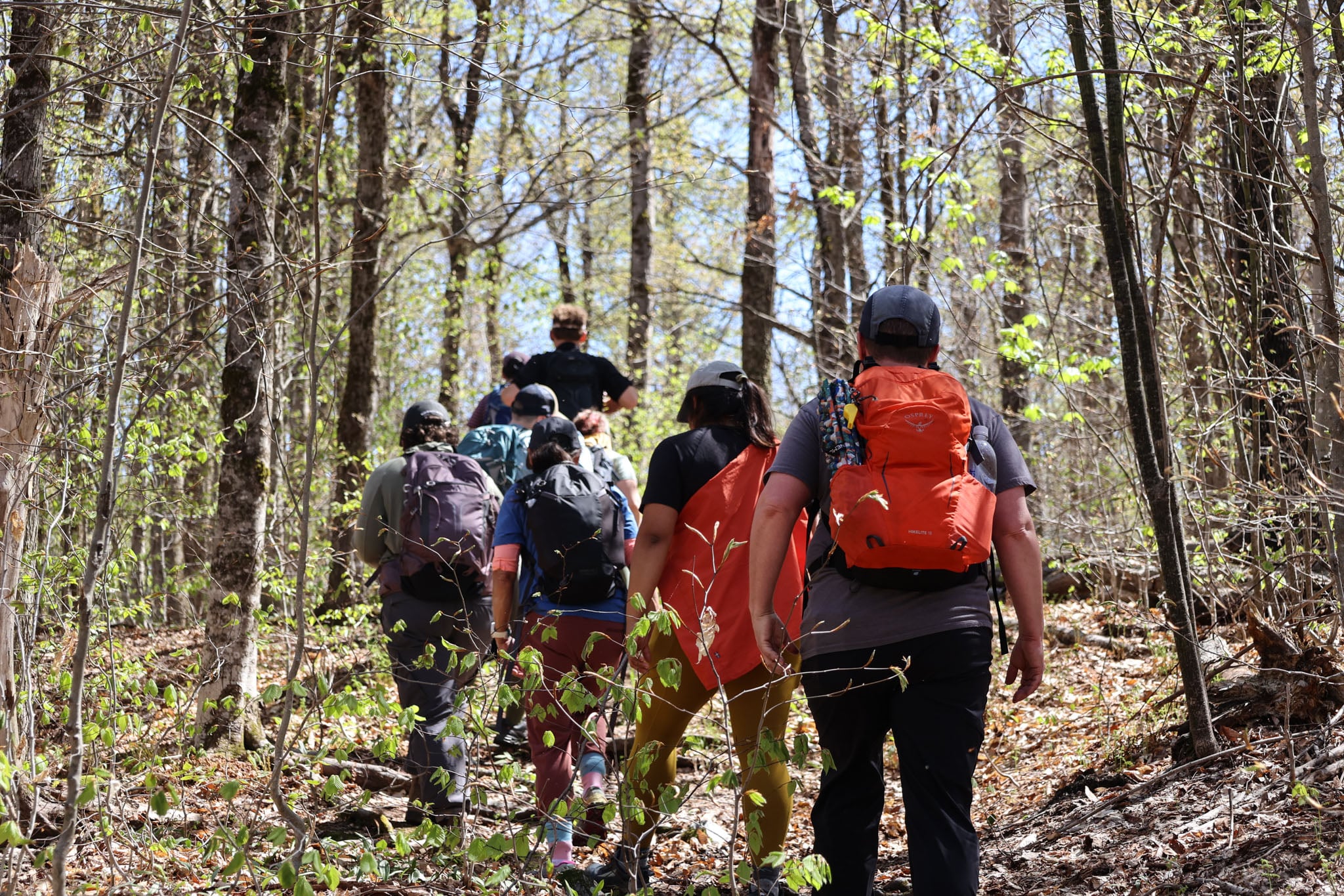 A group of people hike in the sunny forest, walking away from the camera.