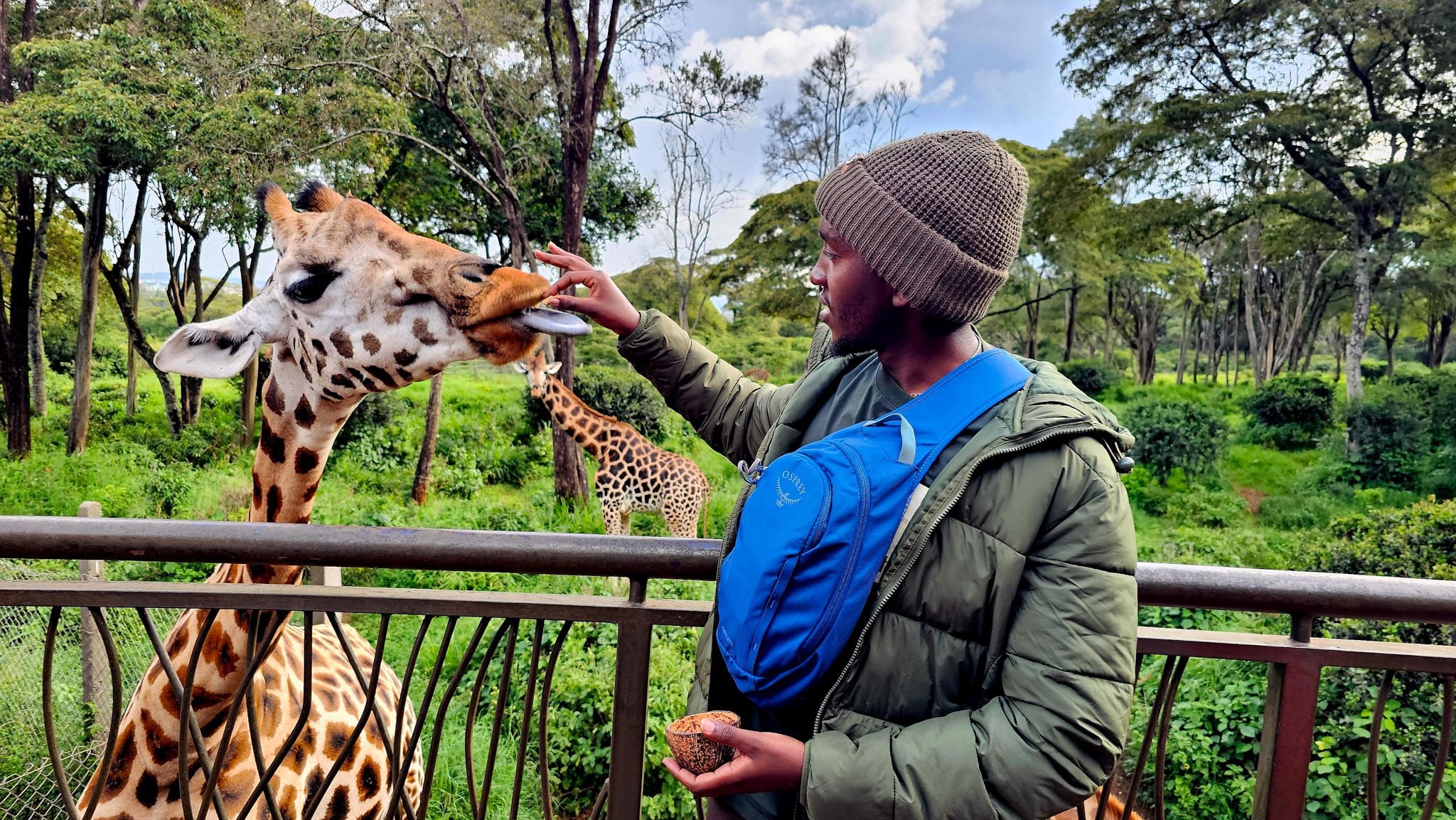 A person feeds a giraffe.