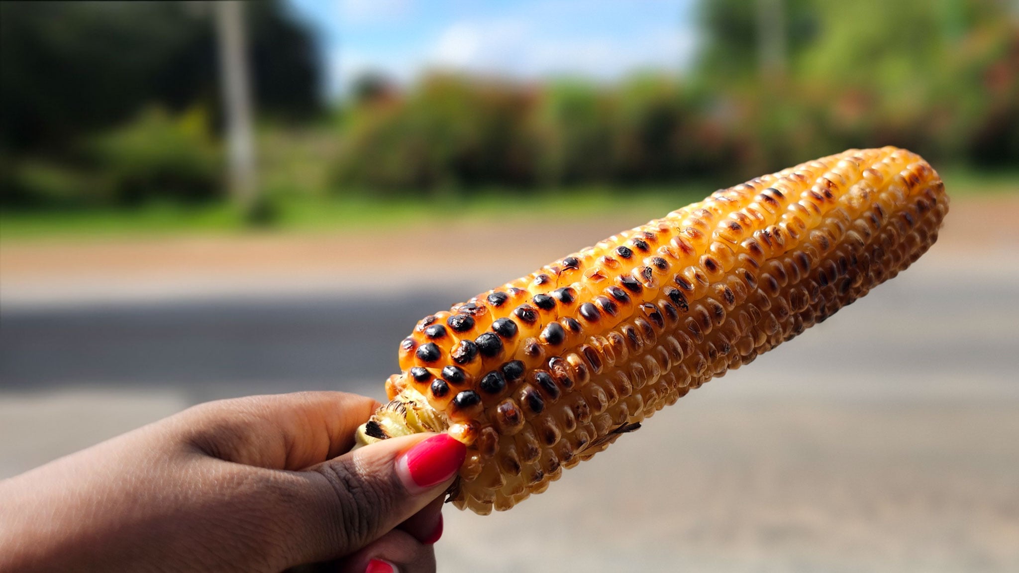A person holds a toasted corn on the cob.