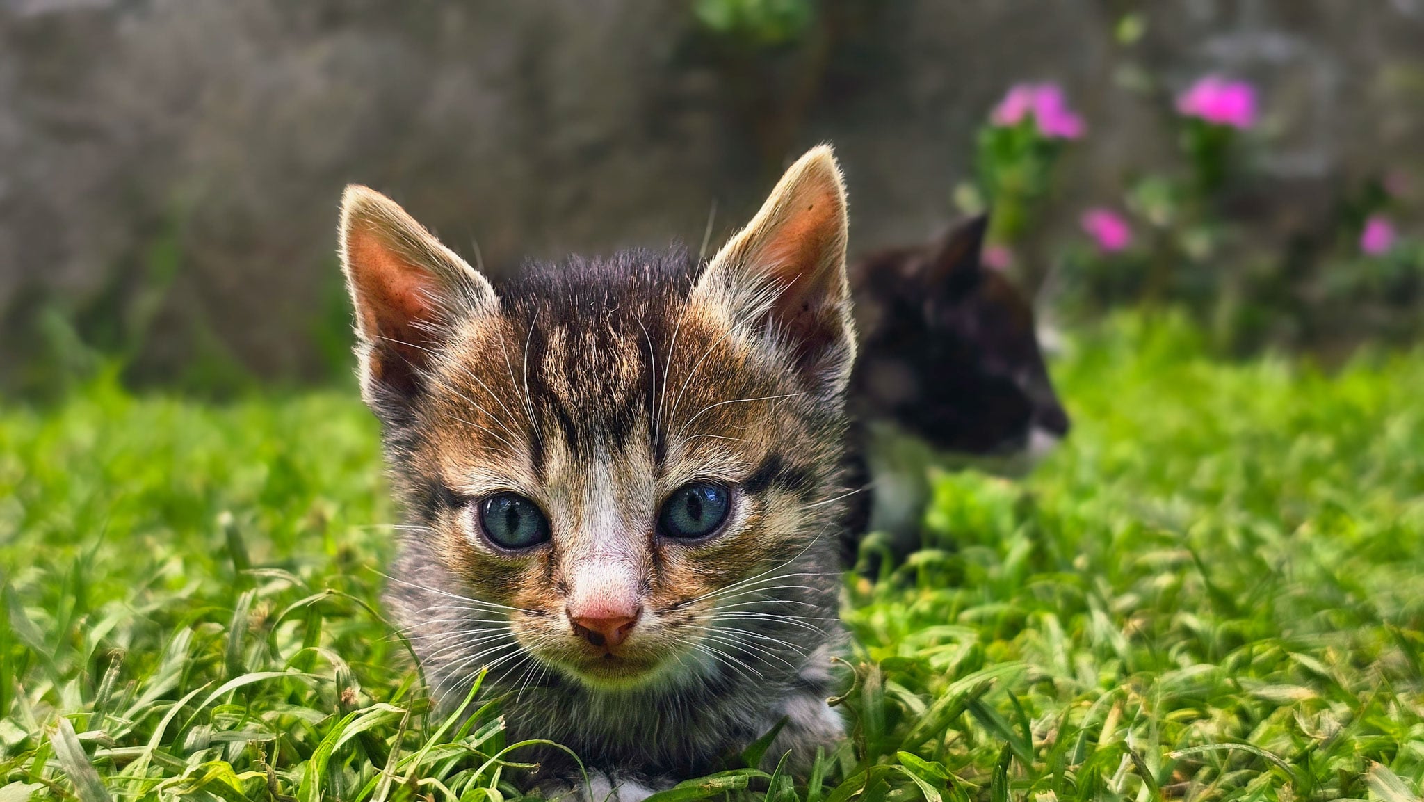 A kitten with blue eyes looks into the camera.