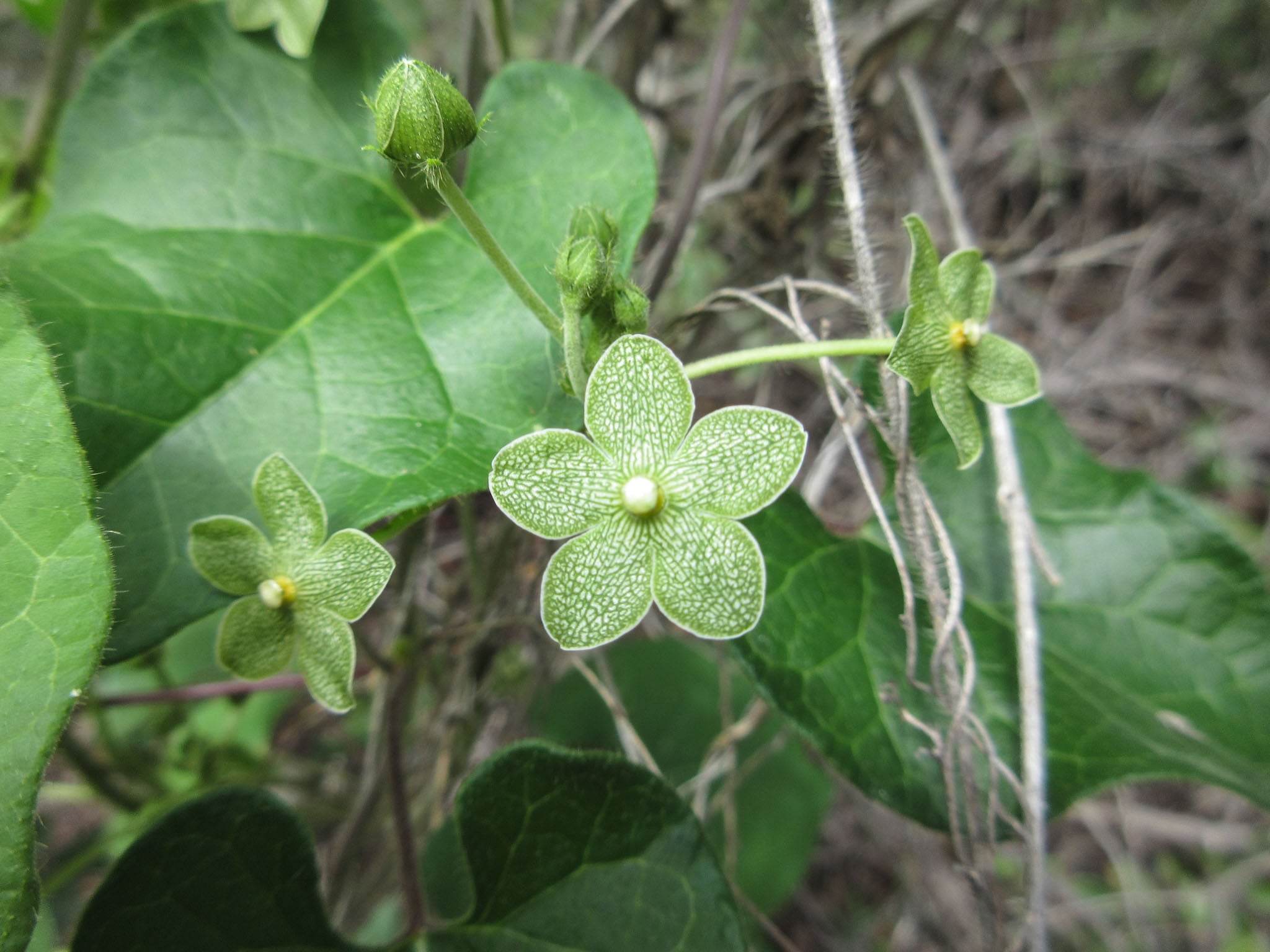 A close up of a green flower blooming.