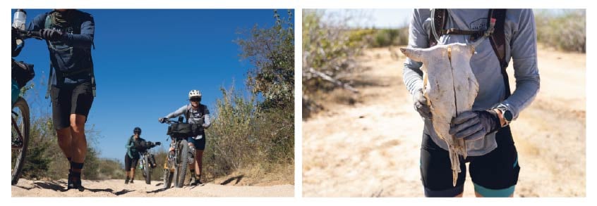 Left: Cyclists push their loaded bikes along a sandy trail. Right: A person holds a sun-bleached cow skull.
