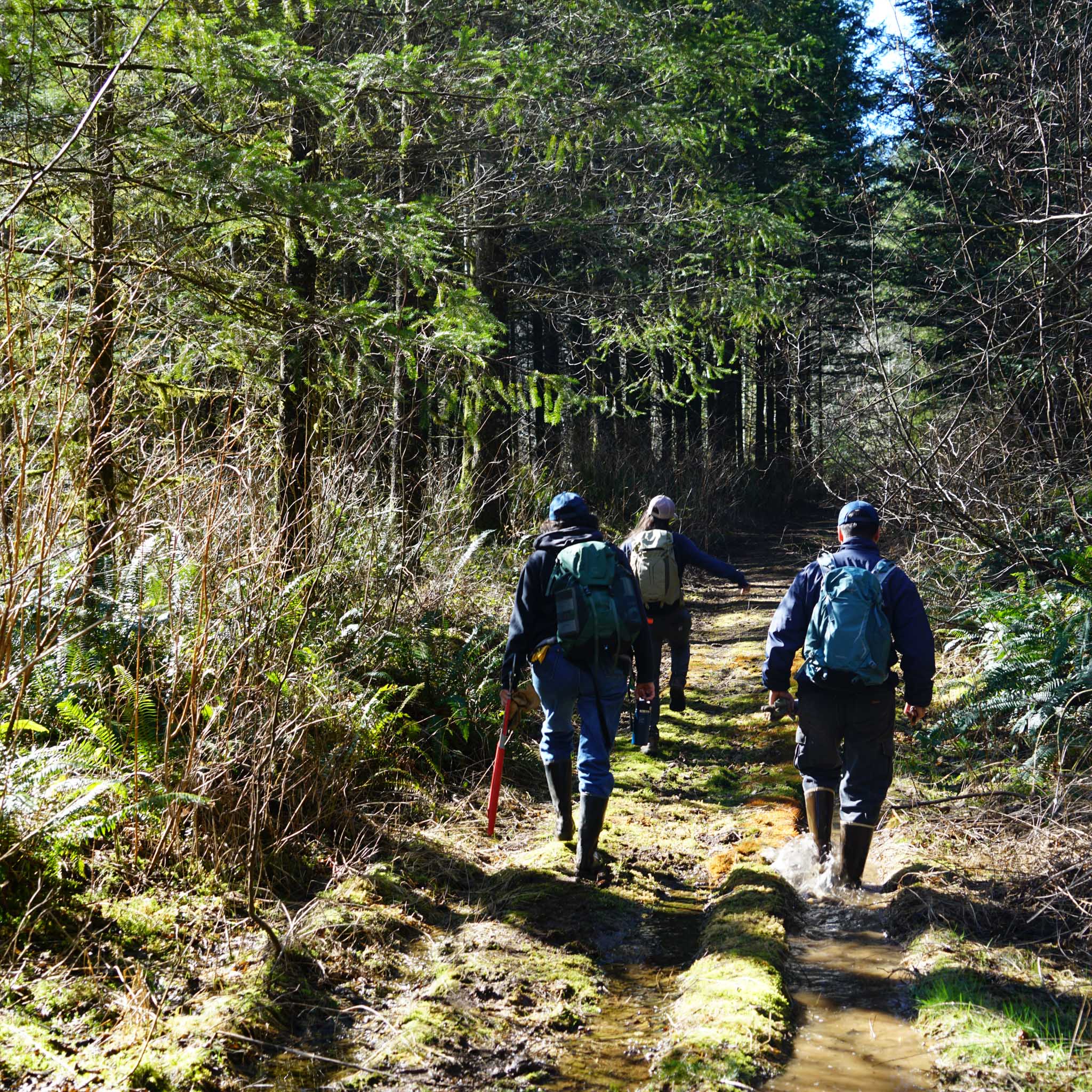 Three people walk down a wet trail.