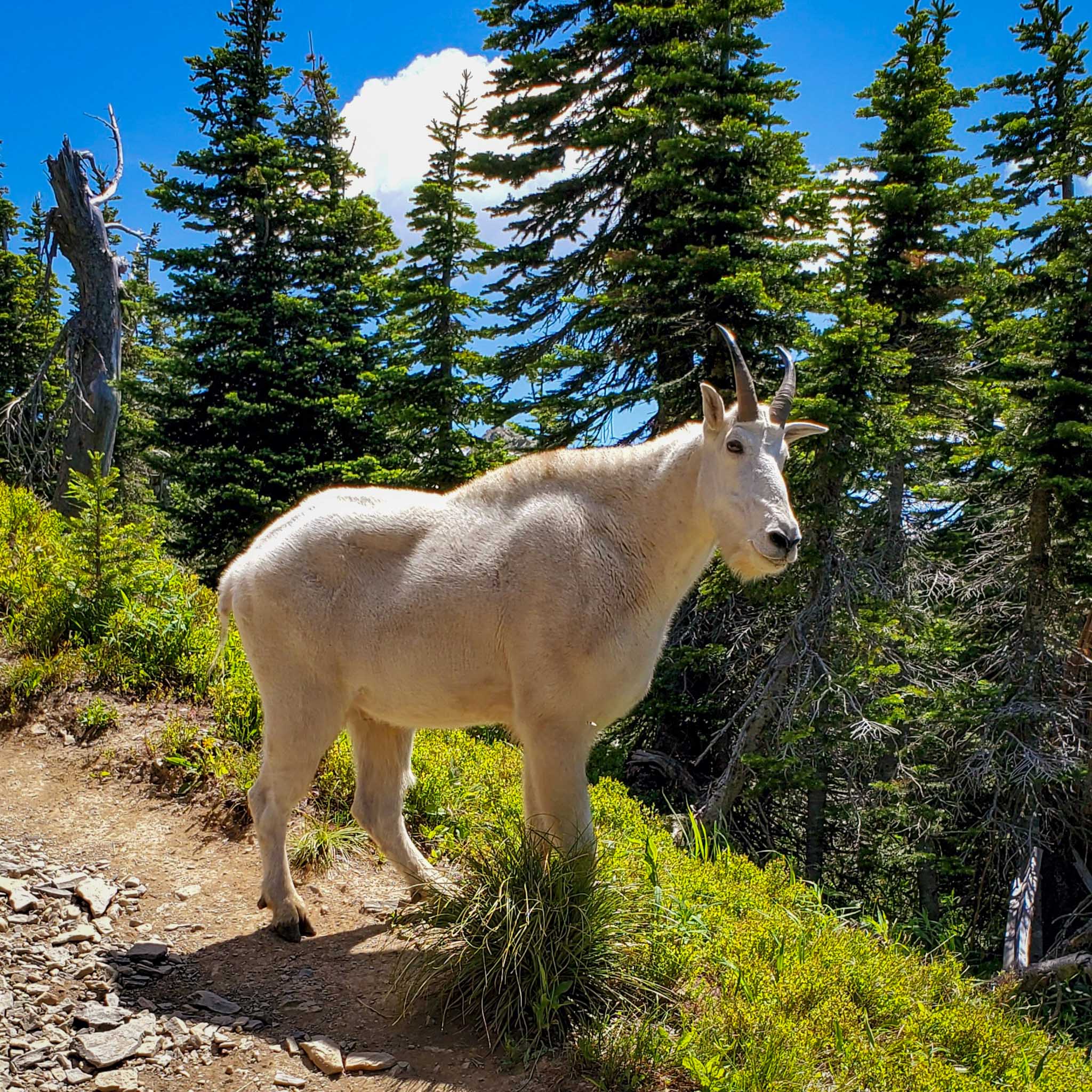 A goat stands on a rocky trail in front of evergreen trees.