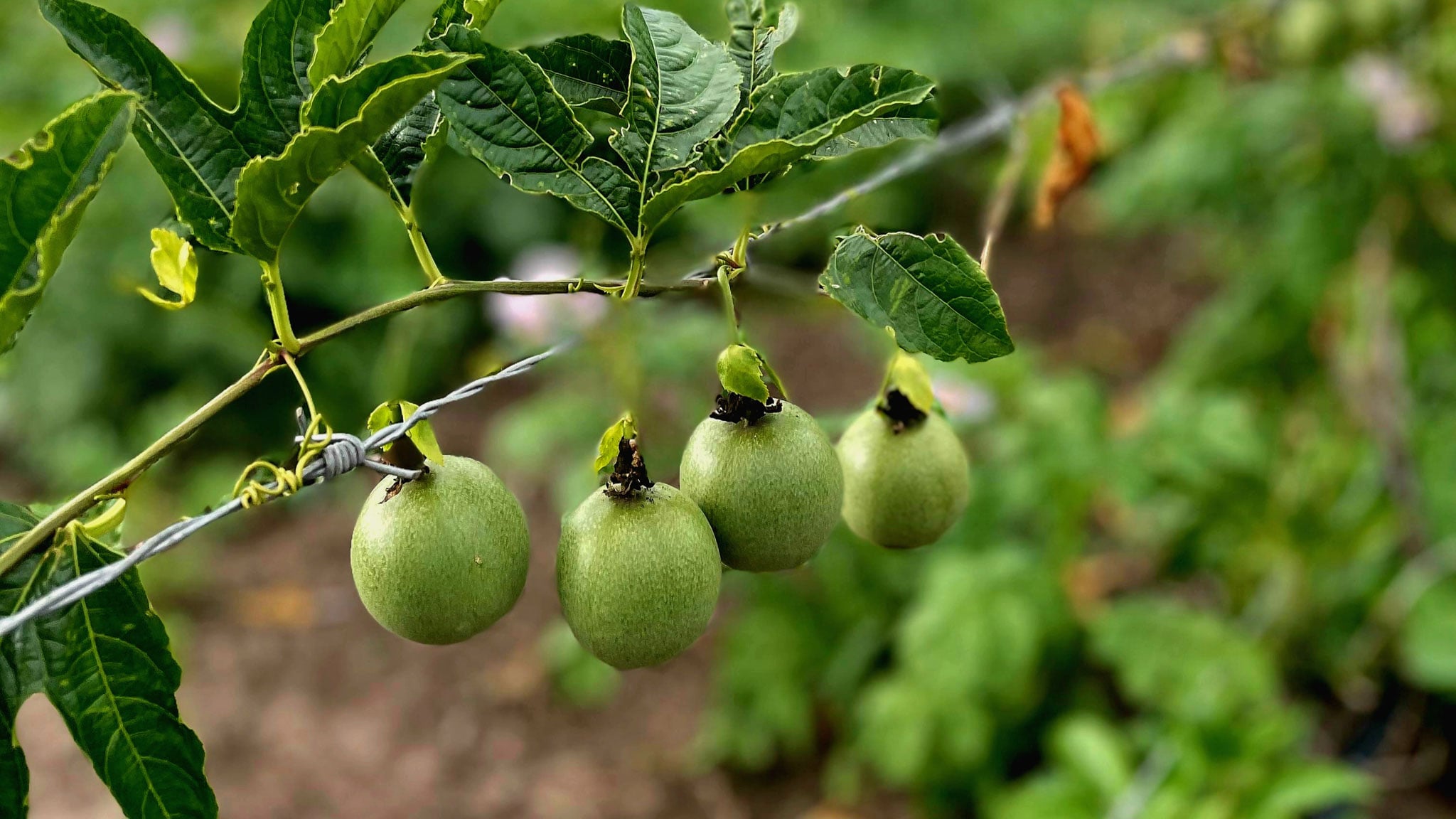 Green fruits hang from a branch.