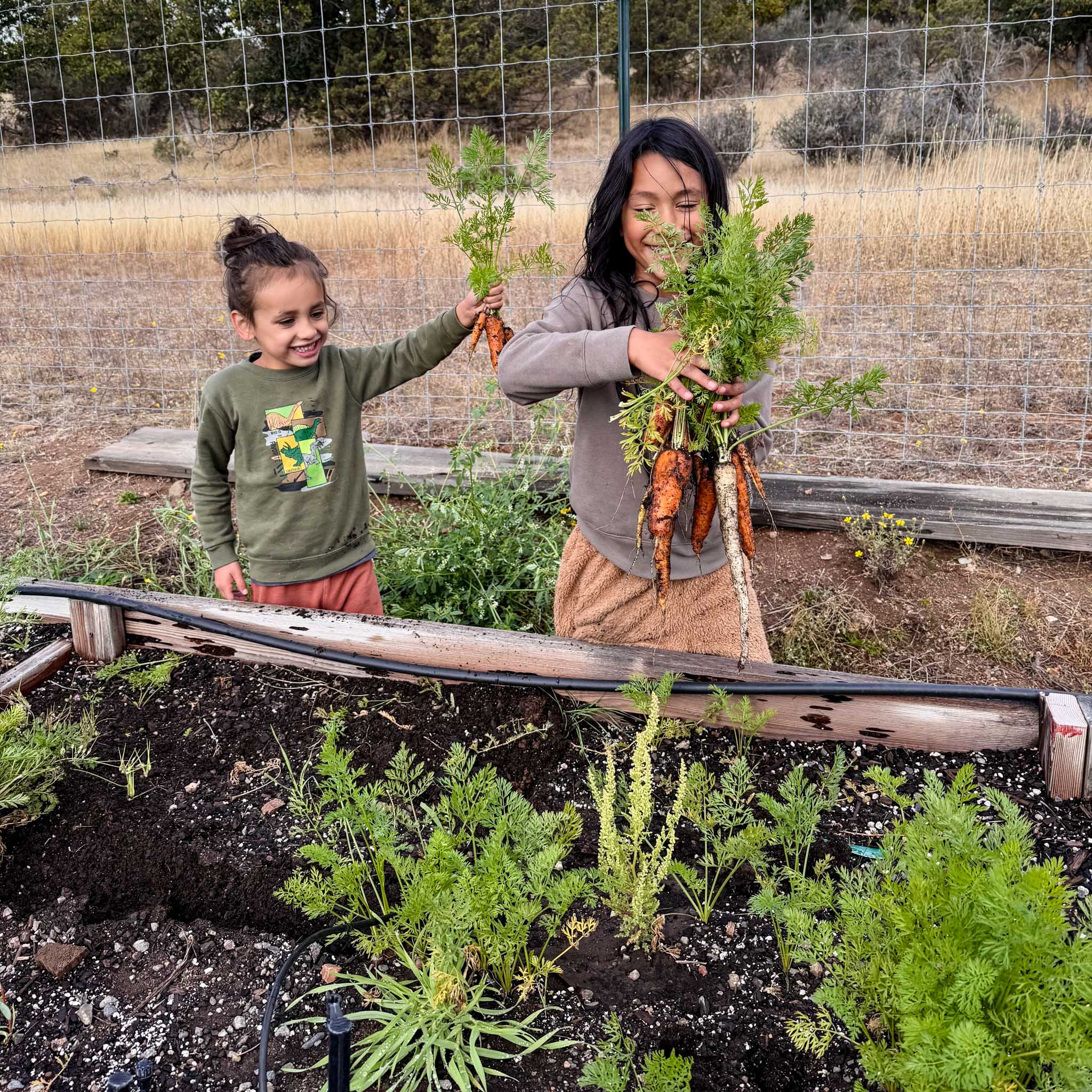 Two girls pick carrots out of a garden.