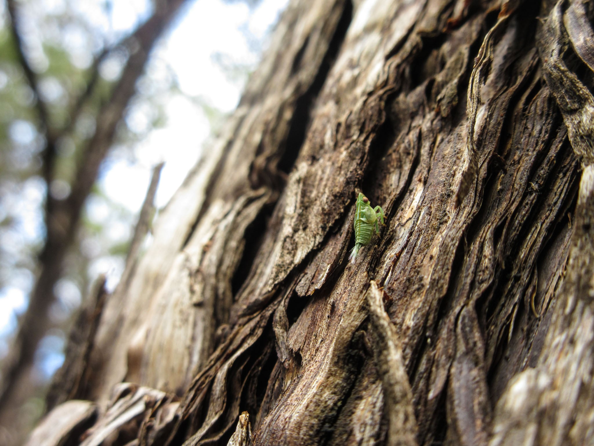 A close up of a green insect on the bark of a tree.