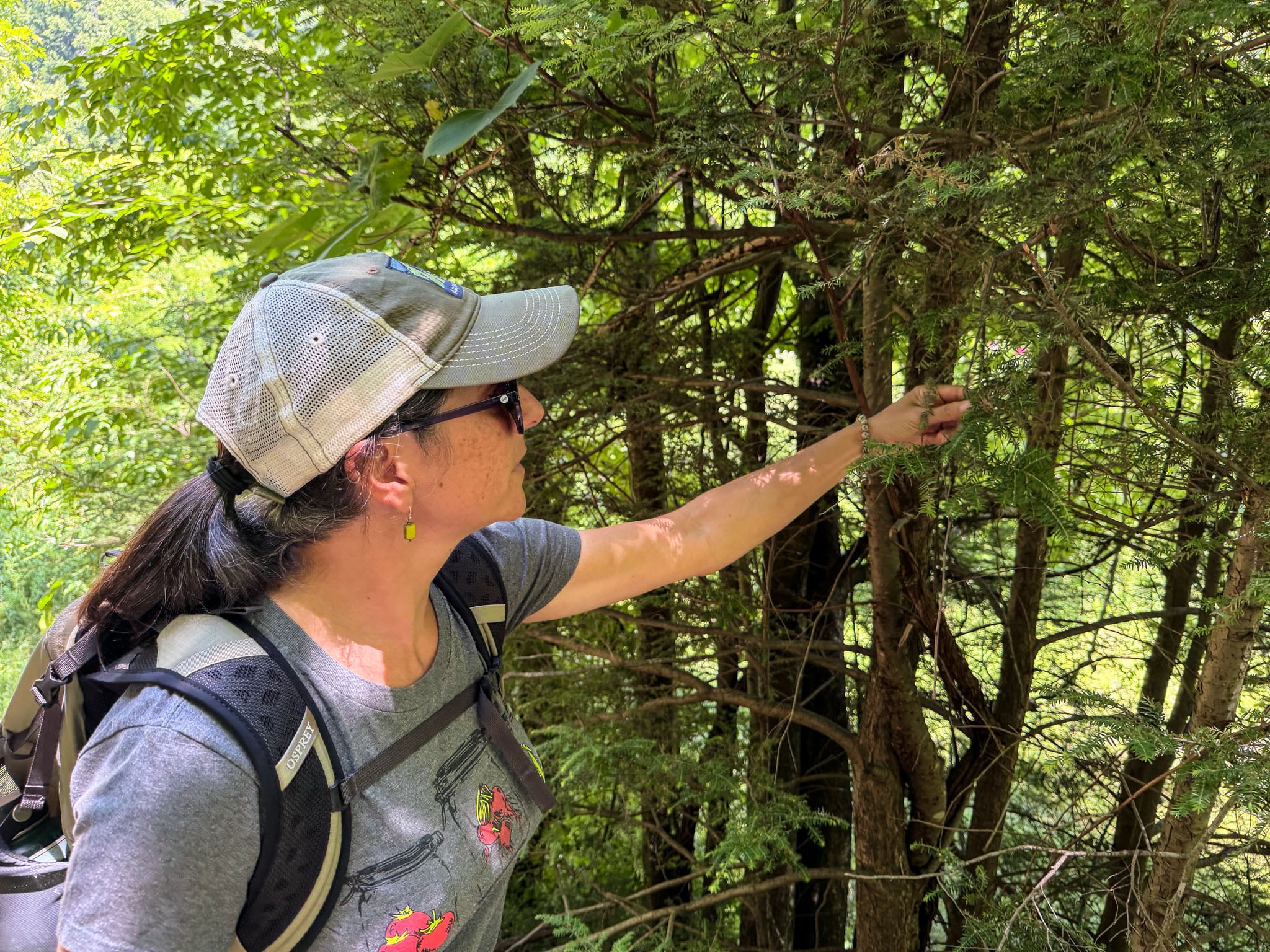 A person reaches out to inspect a tree next to a trail.