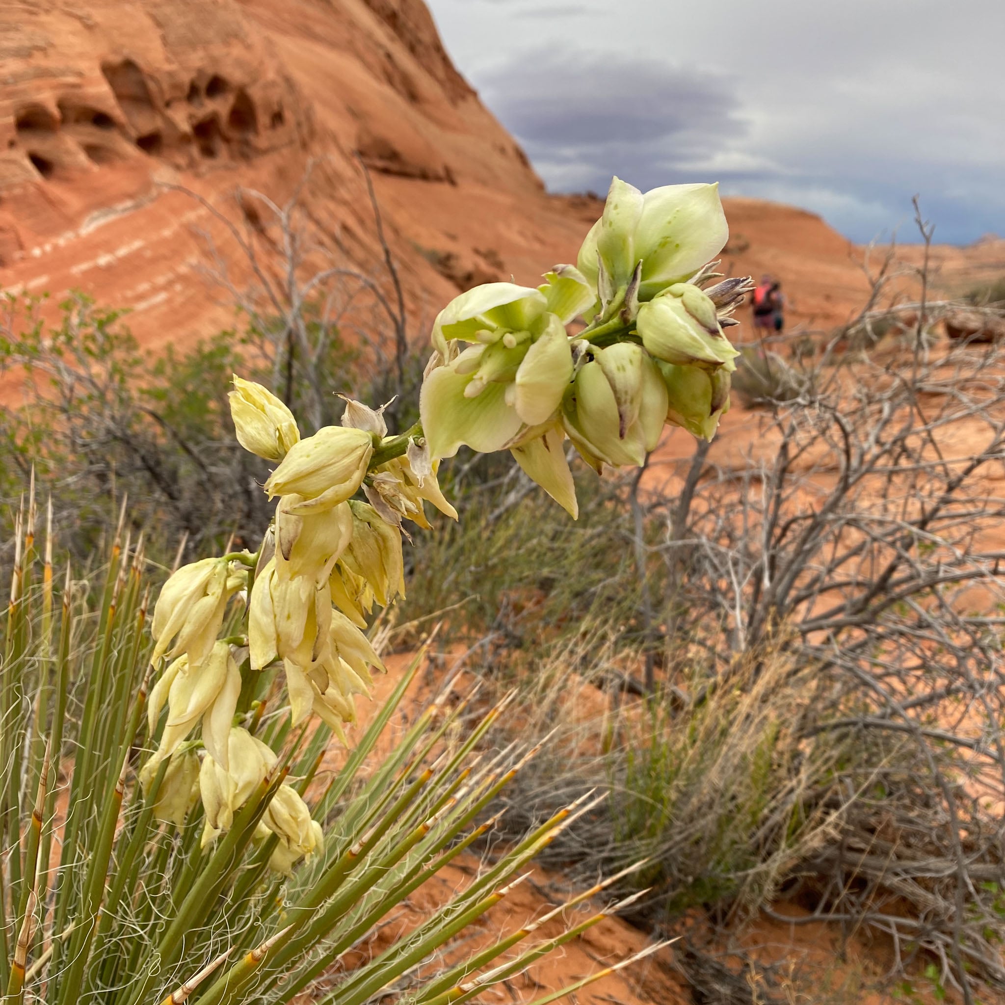 A blooming yucca plant in the desert.