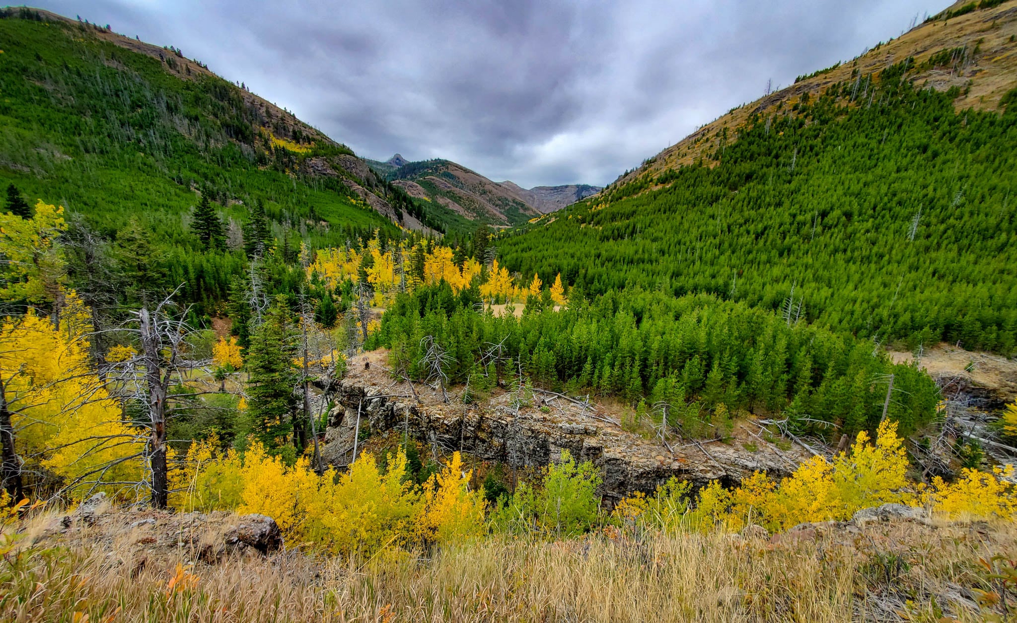 A landscape of pine trees and yellow-leaf trees.