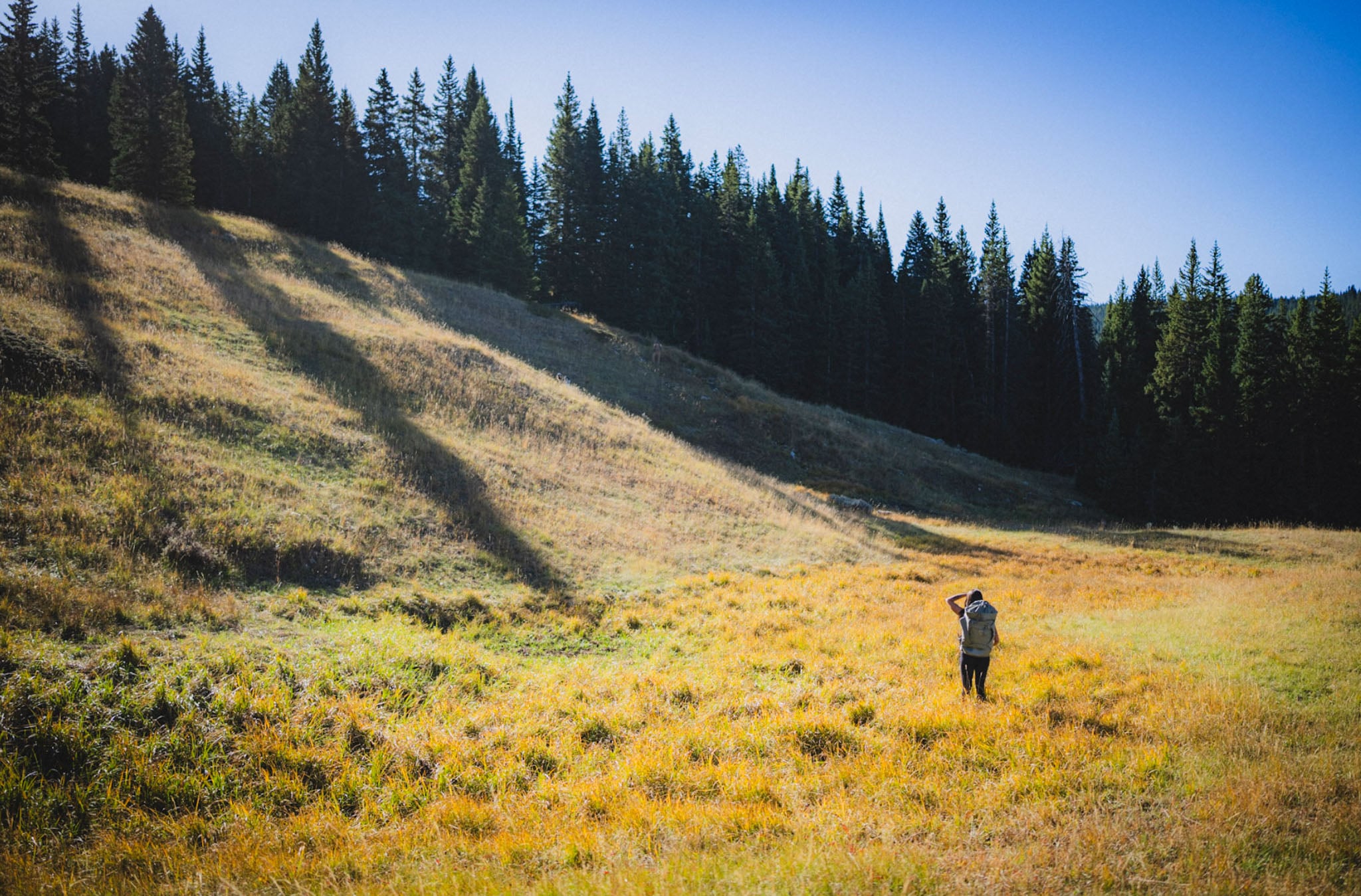 A person walks through a grassy field.