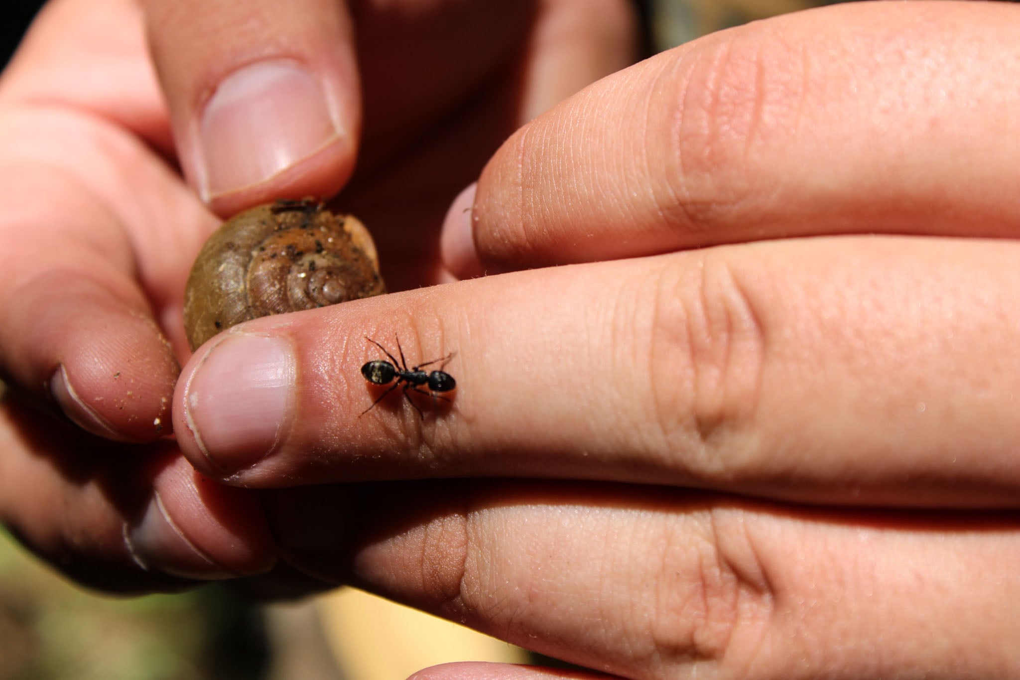 Two hands clasp a snail while an ant crawls around.