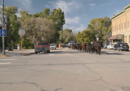 A row of black and brown cattle and calves are walking down the paved streets of the downtown Cortez business district, shepherded by men and women on horseback in Western saddles.