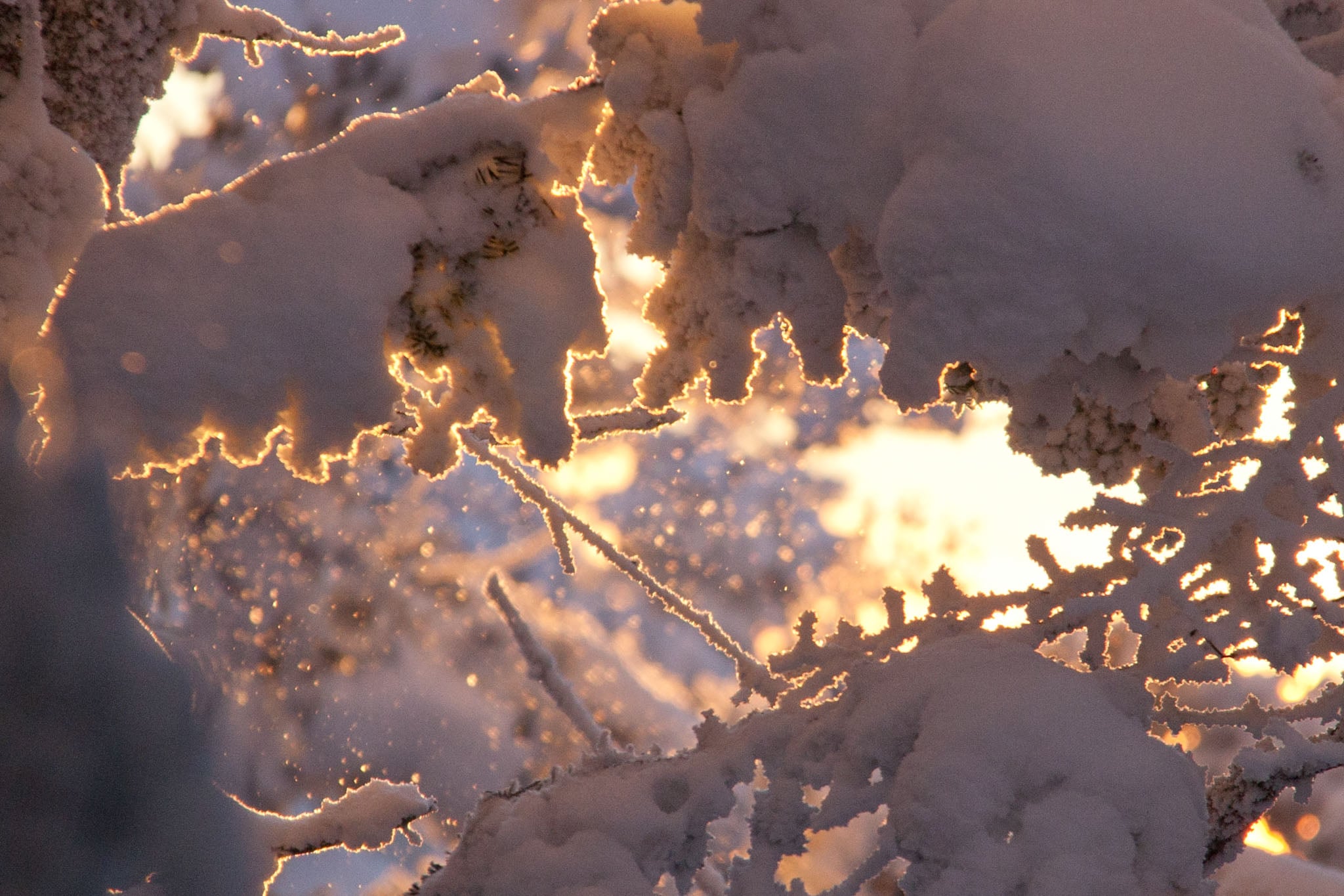 The sun peeks through snowy branches in a forest.