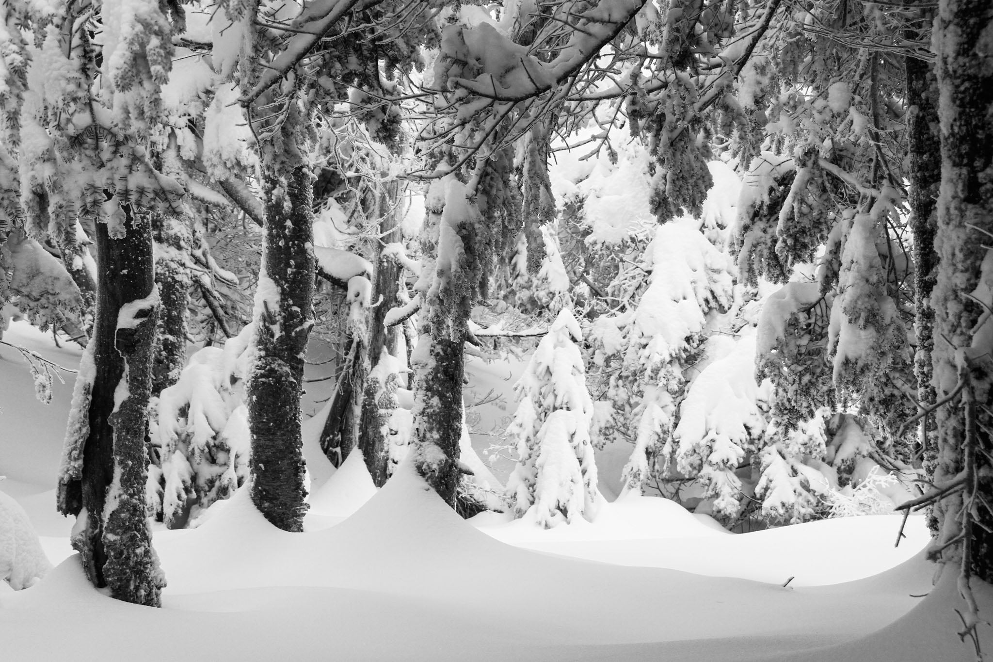A snowy forest scene.